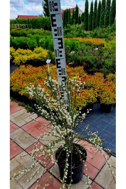 Рокитник ранній Альбус (білий) - 3-5л/вис.50-80см/Ø25-35см